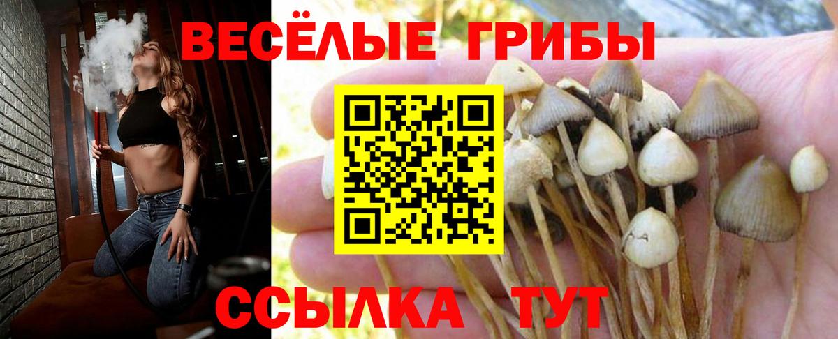 Ступино  Псилоцибиновые грибы прущие грибы  Вход с VPN 